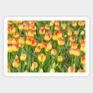 Tulips in the spring time Sticker